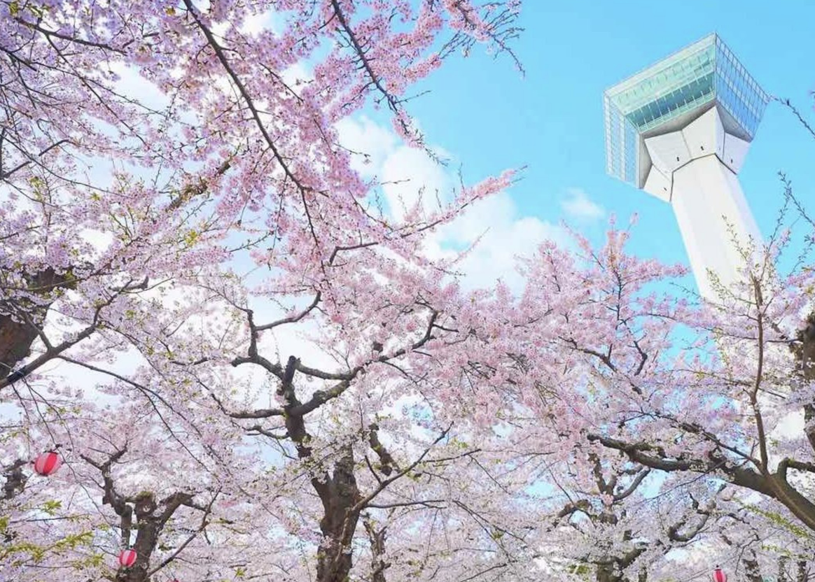 函館公園賞櫻