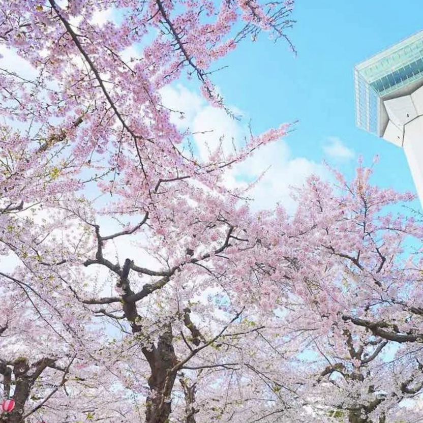 函館公園賞櫻 函館公園賞櫻