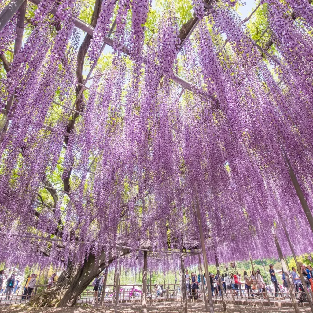 足利花卉公園43